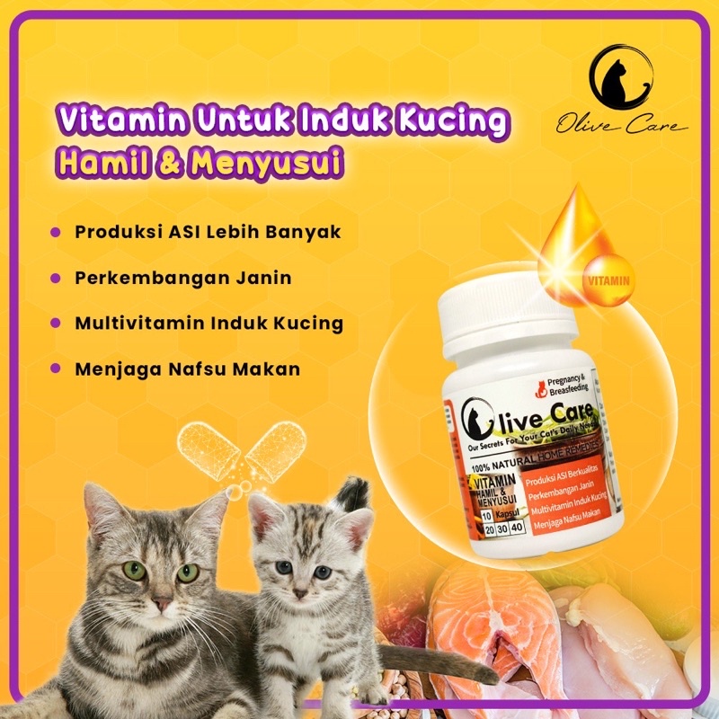 vitamin hamil dan menyusui kucing