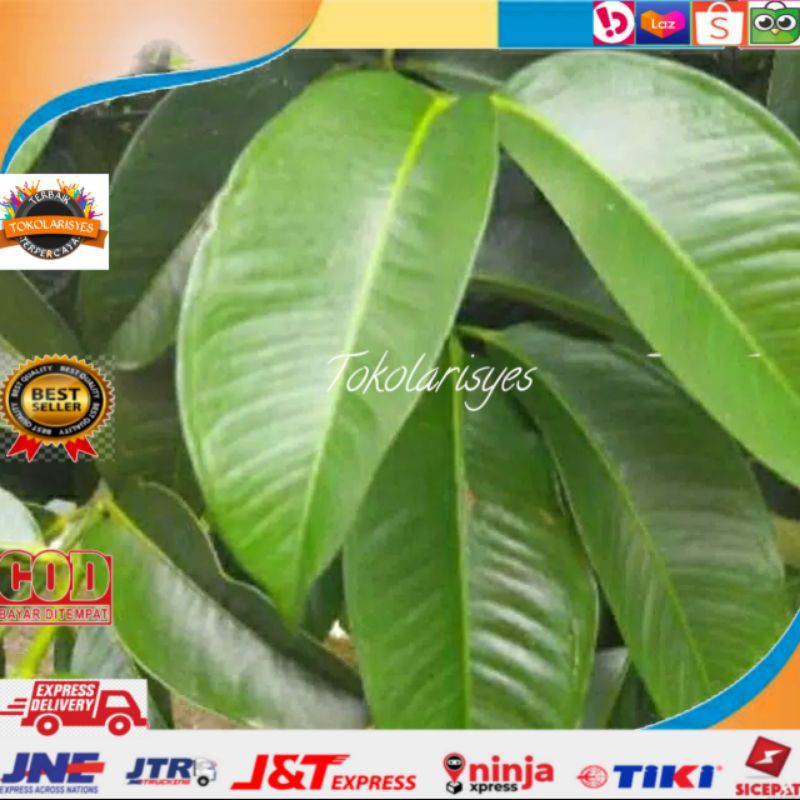 

DAUN MANGGIS SUPER FRRSH 1KG