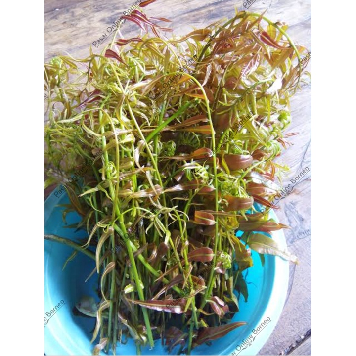 

Sayur Segar Daun Kelakai