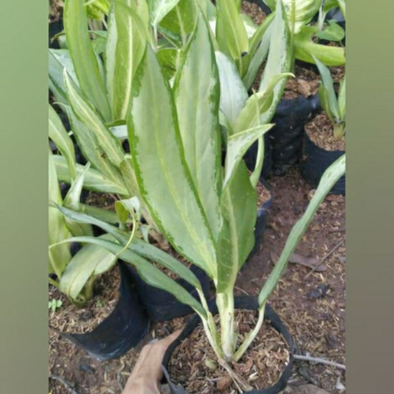 Tanaman hias blanceng sri rejeki bulu ayam - aglonema srirejeki