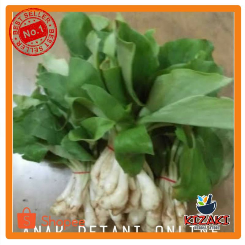 

Daun Kencur Segar Untuk Lalapan Dan Obat Herbal