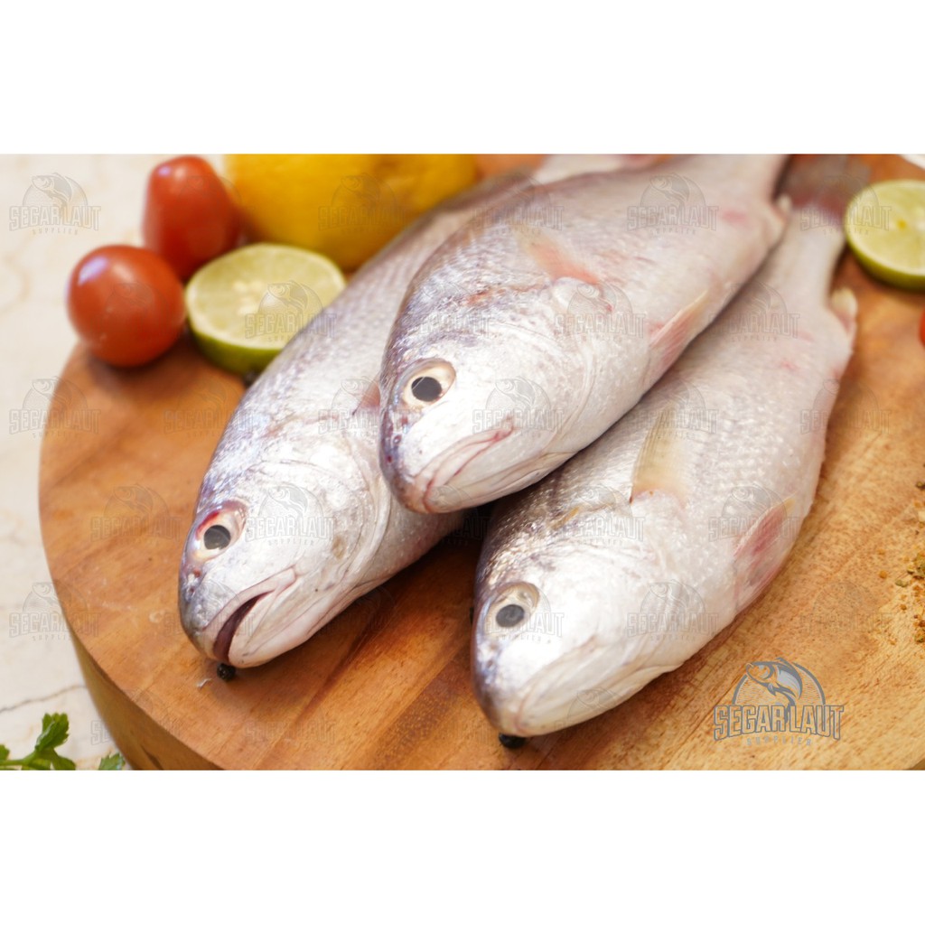 

IKAN SAMGE | HAIRTAIL FISH | FRESH FROZEN & SEGAR