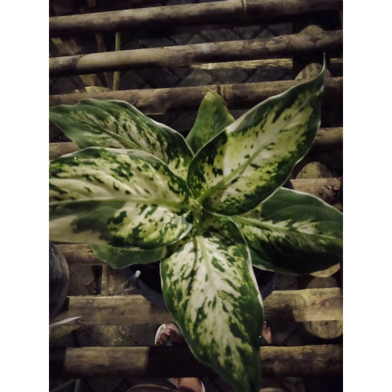 Tanaman Hias Diven Bachia Anggun Ayu