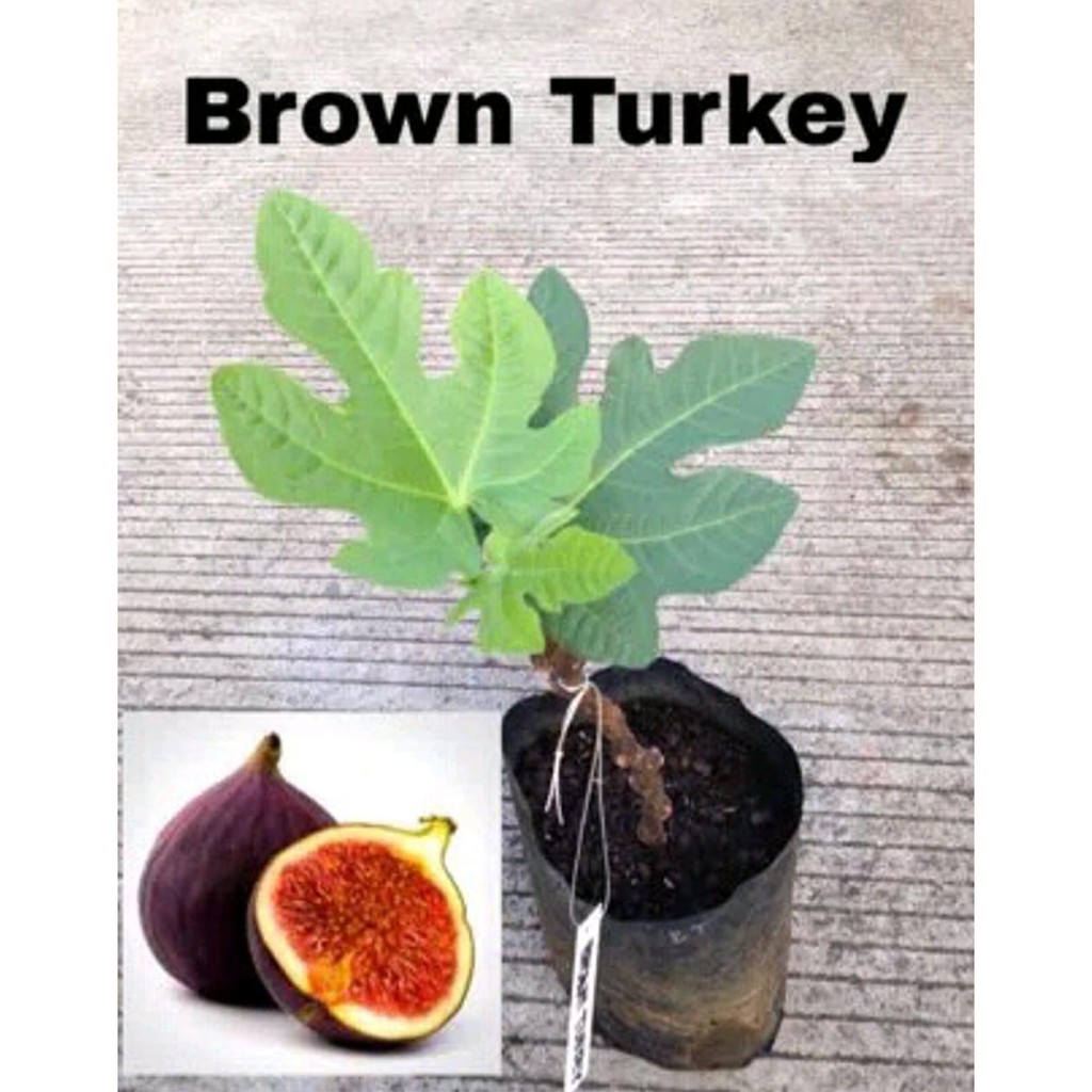 Terlaris Bibit Buah Tin Brown Turkey- Bt Figs - Bibit Tin - Tin - Buah Tin - Bibit Tanaman Tin -