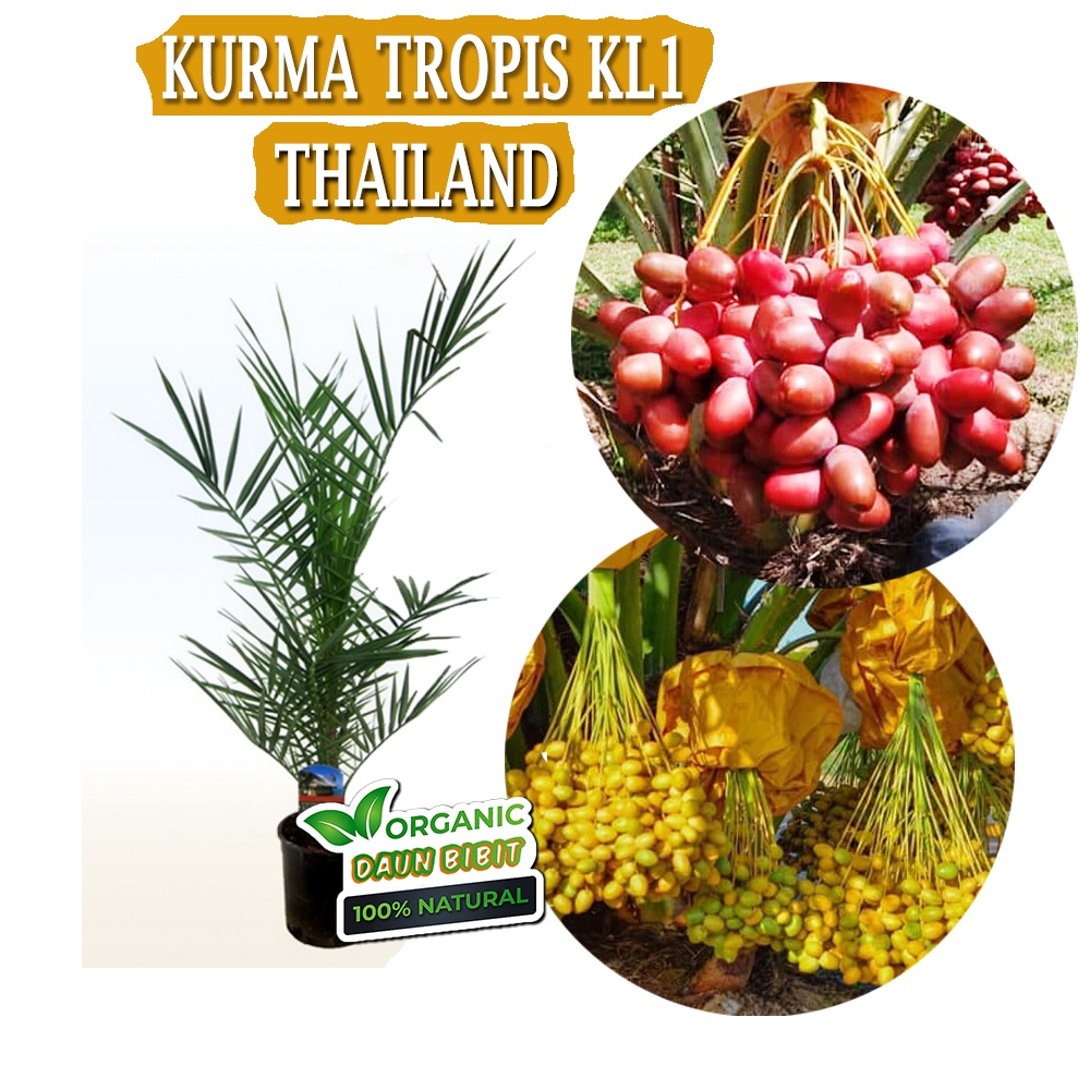 Bibit Kurma KL1 Thailand | Kurma Kolak One