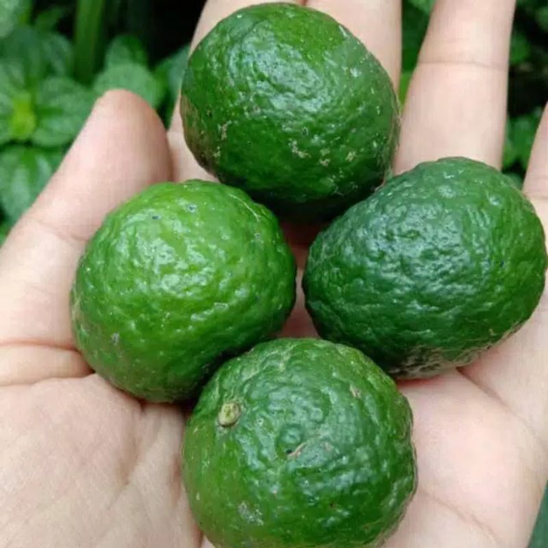 

Gudang Sayur - Jeruk Limo 3 Buah