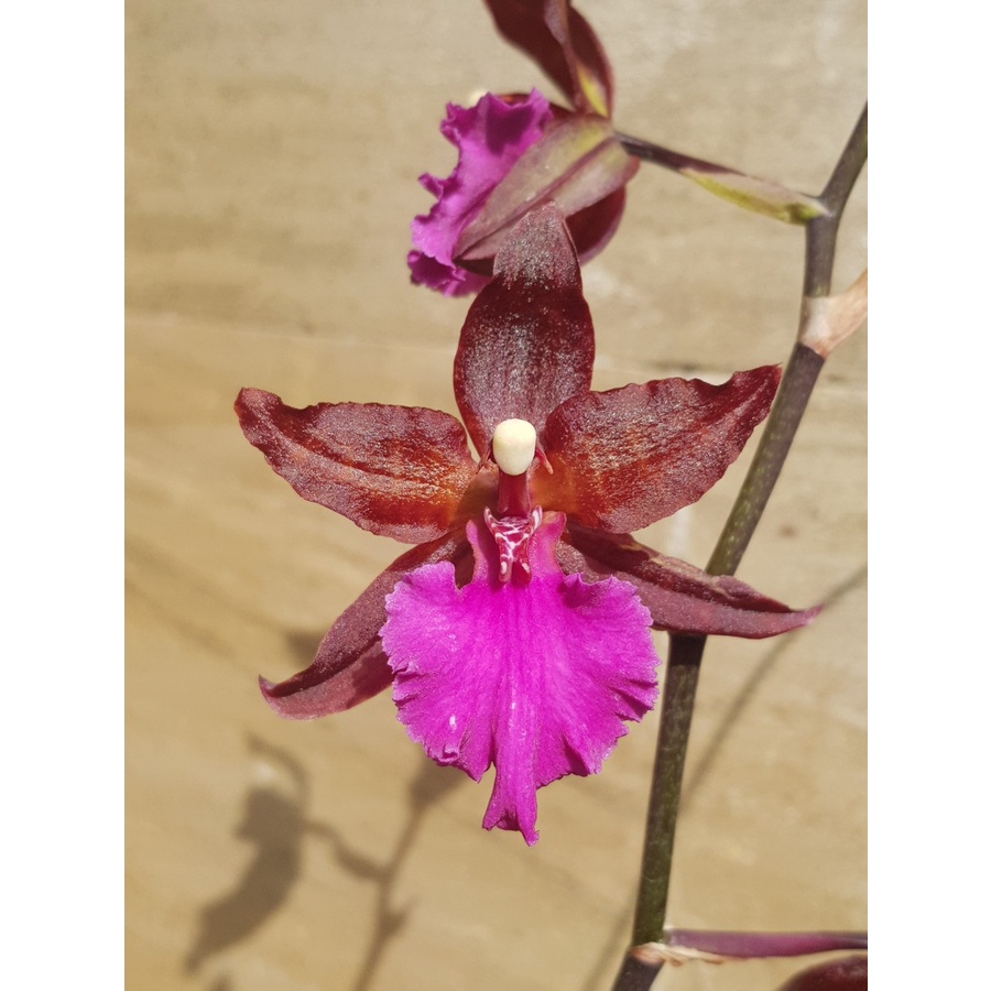 Anggrek Oncidium Colmanara Massai Pink