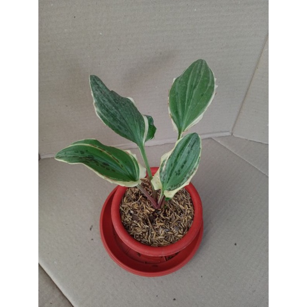 Tanaman lidah katak varigata / peplan varigata