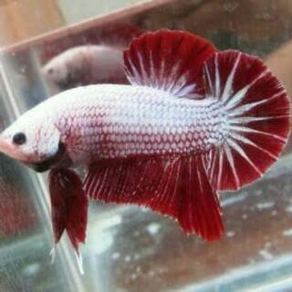 IKAN CUPANG RED DRAGON ADUAN HIAS BAGAN BANGKOK IMPORT 