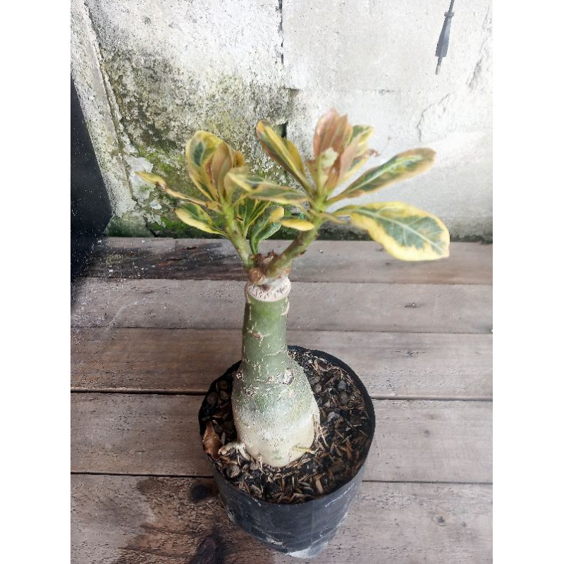 Adenium Kamboja grafting Socotranum varigata