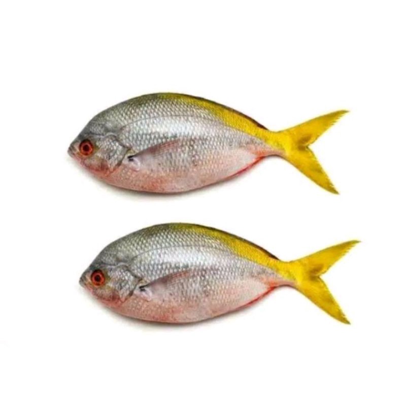 

IKAN EKOR KUNING FRESH 500GRAM