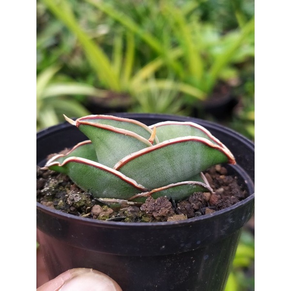 sansevieria banana hias