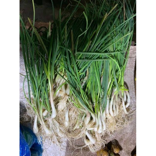 

Bawang Batak Segar 500gram Bawang Kuncai Sayur