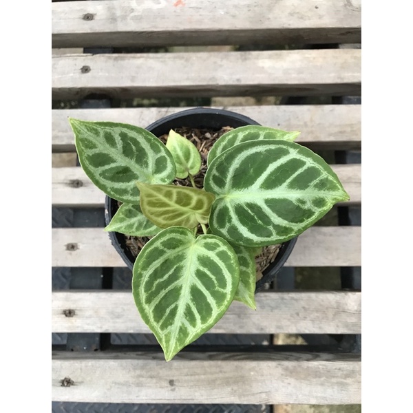 Kuping gajah Dorayaki mangkok