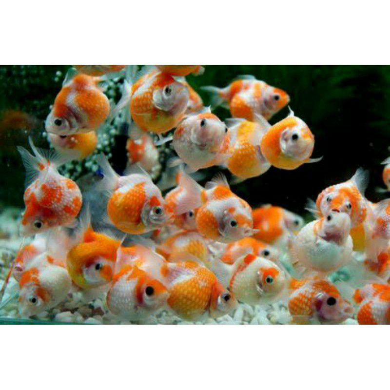 Ikan mas koki Mutiara