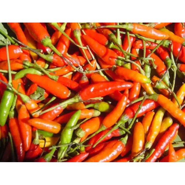 CABAI MERAH SEGARR 1 KG