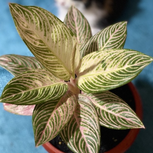 TANAMAN HIAS AGLONEMA GOLDEN HOPE AGLAONEMA GOLDEN HOPE