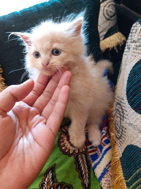 Selot / Grendel Pintu Stainless 10in 25cm