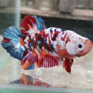 ikan hias cupang galaxy koi / nemo multicolor (bisa pilih