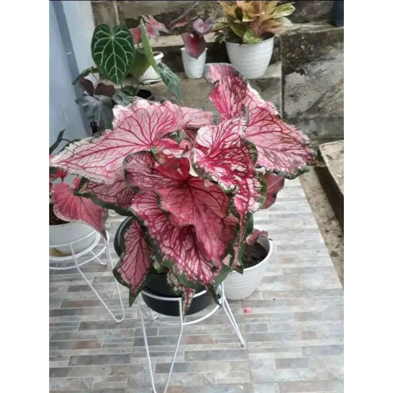 Caladium florida keladi Pink Rose || dikirim bibit