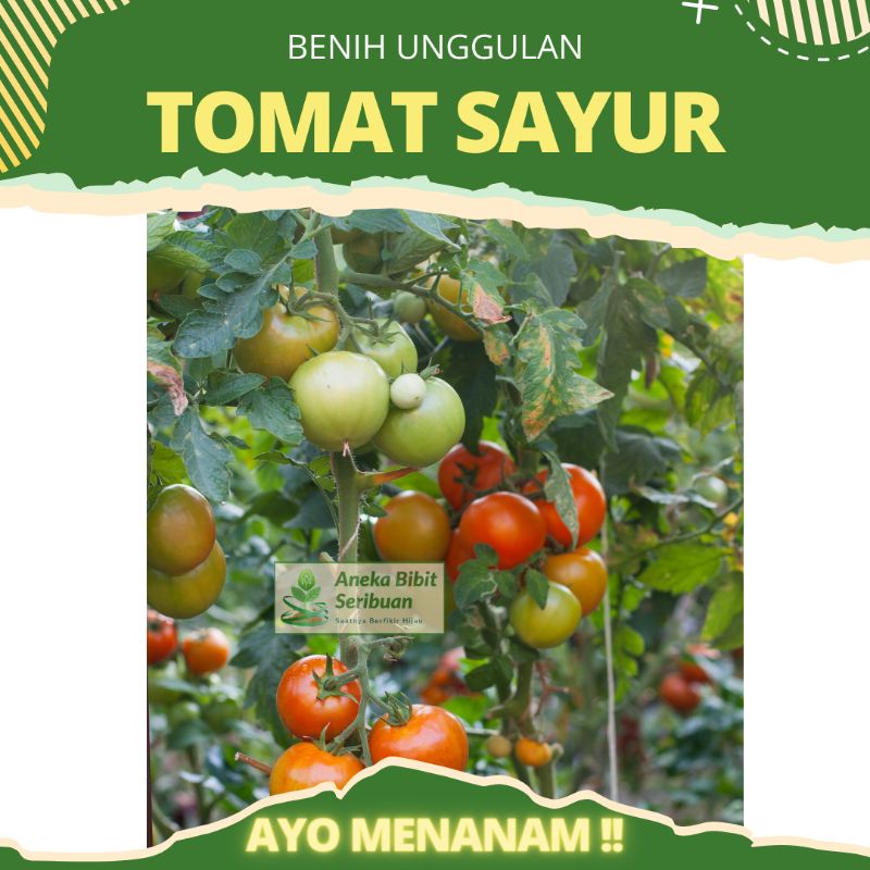 benih tomat sayur unggulan bibit tomat