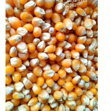 

(PROMO FWE45) Popcorn Mentah Mushroom 1Kg Jumbo Mushroom Kiloan Popcorn Bulat Jamur 1 Kg Popcorn Mushroom 1 Kg ✩