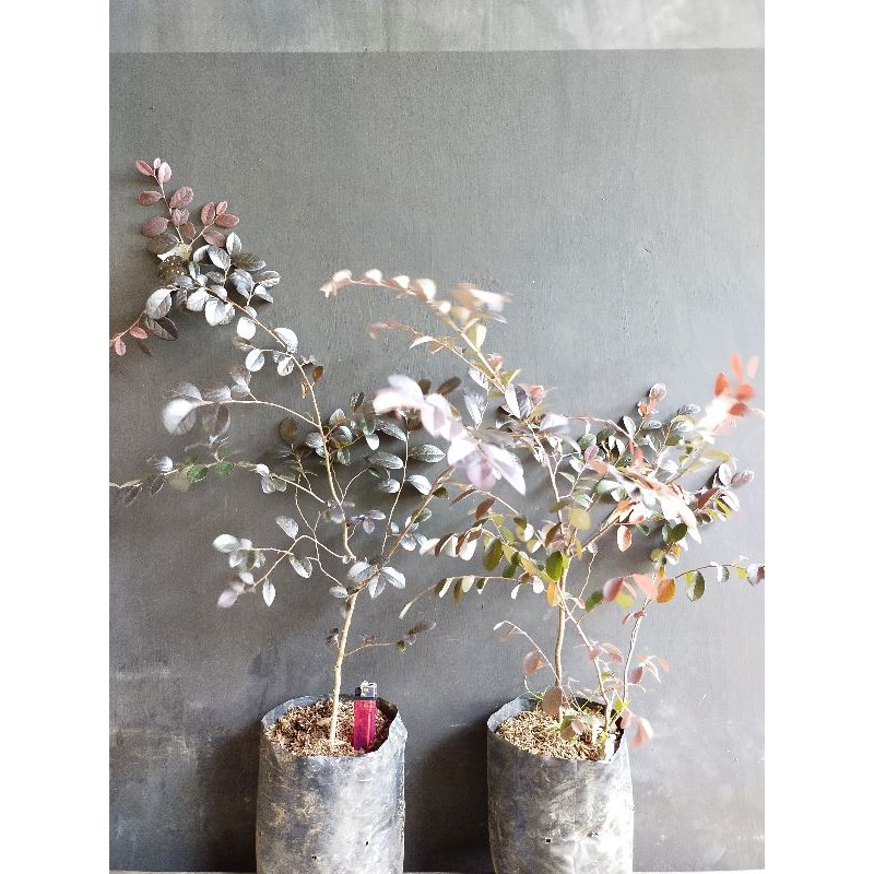 serut merah bahan bonsai pitaloka loropitalum 50cm