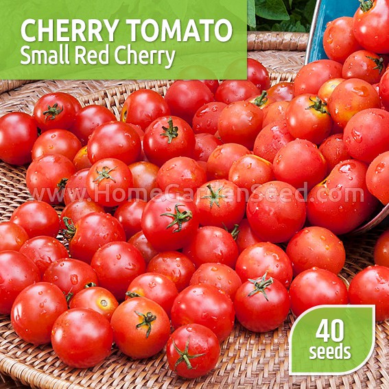 Benih Tomat, Cherry Tomato Small Red Cherry - Home Garden Seed