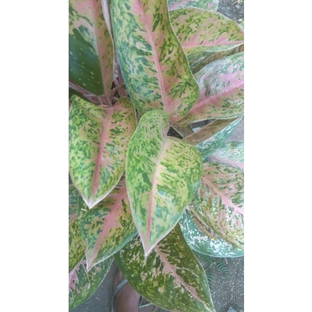 Aglonema Bigroy jumbo dewasa  Indukan