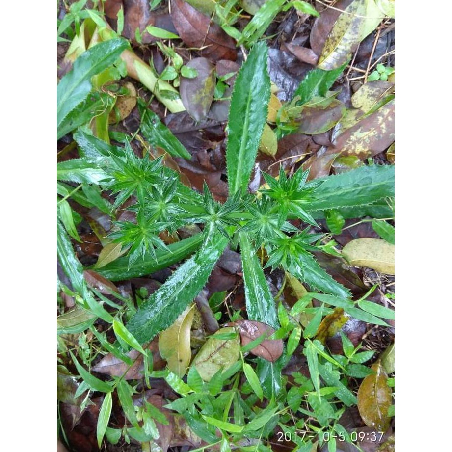 WALANG CINA WALANG SANGIT SEGAR UMPAN DAN HERBAL TANAMAN HERBAL ORIGINAL