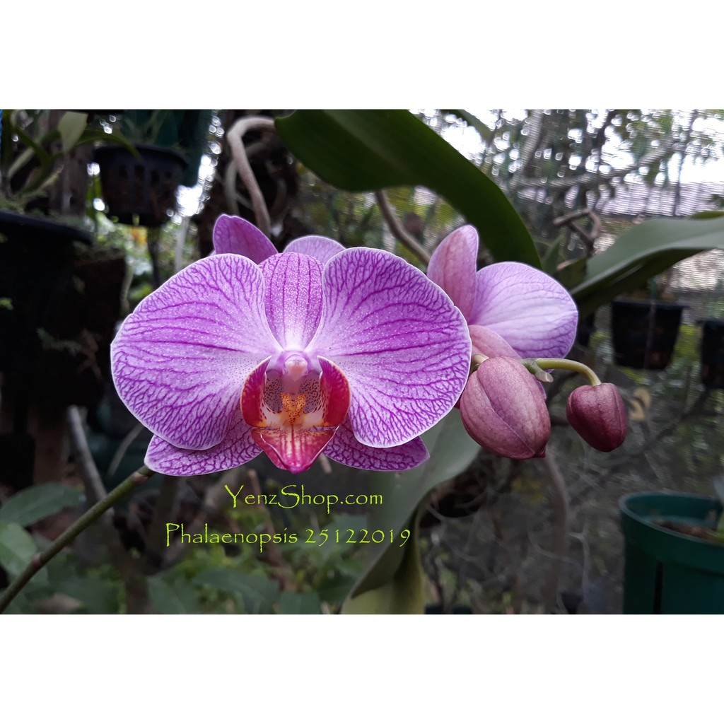 Anggrek Phalaenopsis Anggrek Bulan  -Dewasa