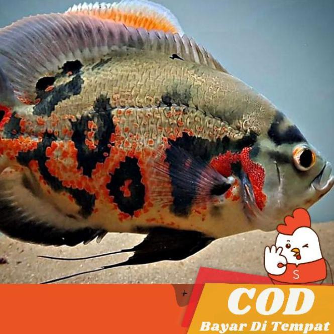 ? Ikan Predator Hias Oscar Black Batik Tiger Kualitas A /  / Garansi ?