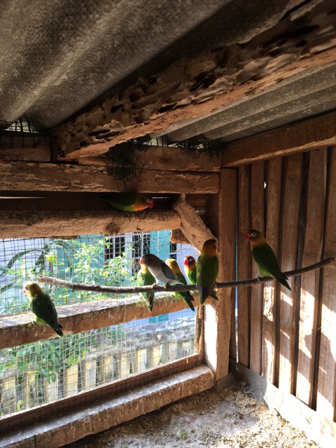 Khusus Cod Bandung Harga Termurah Burung Lovebird Anakan Juara