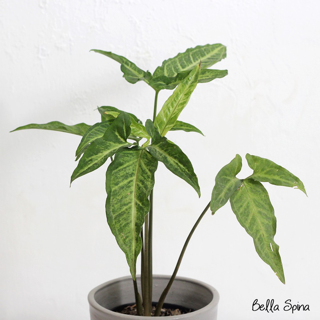 Syngonium Angustatum TH-120