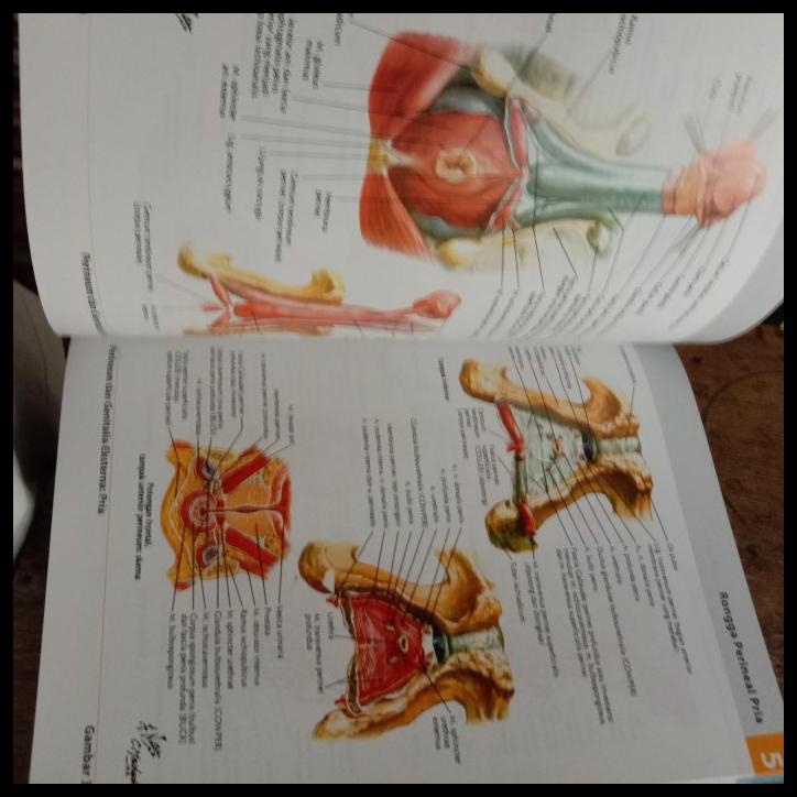 

TERBARUU!! Atlas Anatomi Manusia. Netter ( Kertas Kilat + Full Warna ) TERBARU