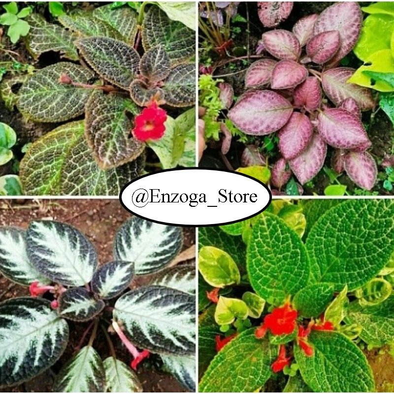 Tanaman hias PAKET 4 JENIS Tanaman Hias Epicia / Bunga Hias 4 Episia Pink - Coklat - Hijau - Coklat 