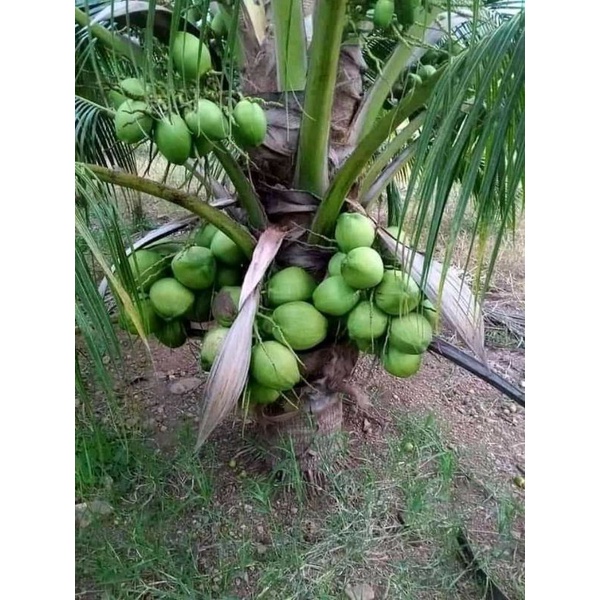 bibit kelapa gading