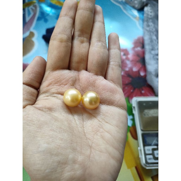 mutiara laut hitaam gold