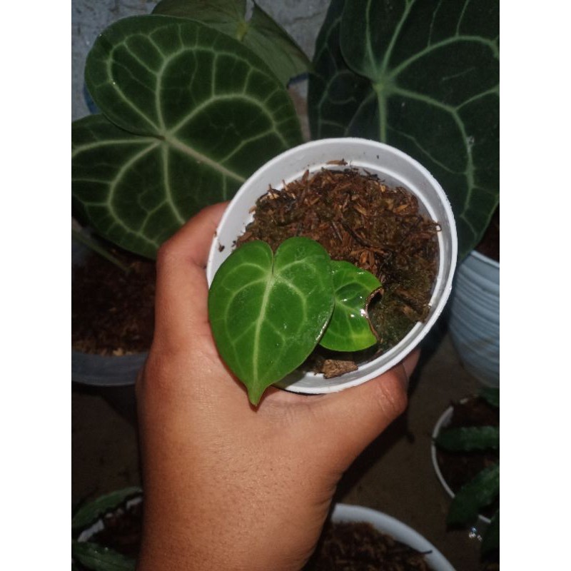 2 pot anthurium tarantula pagoda hybrid