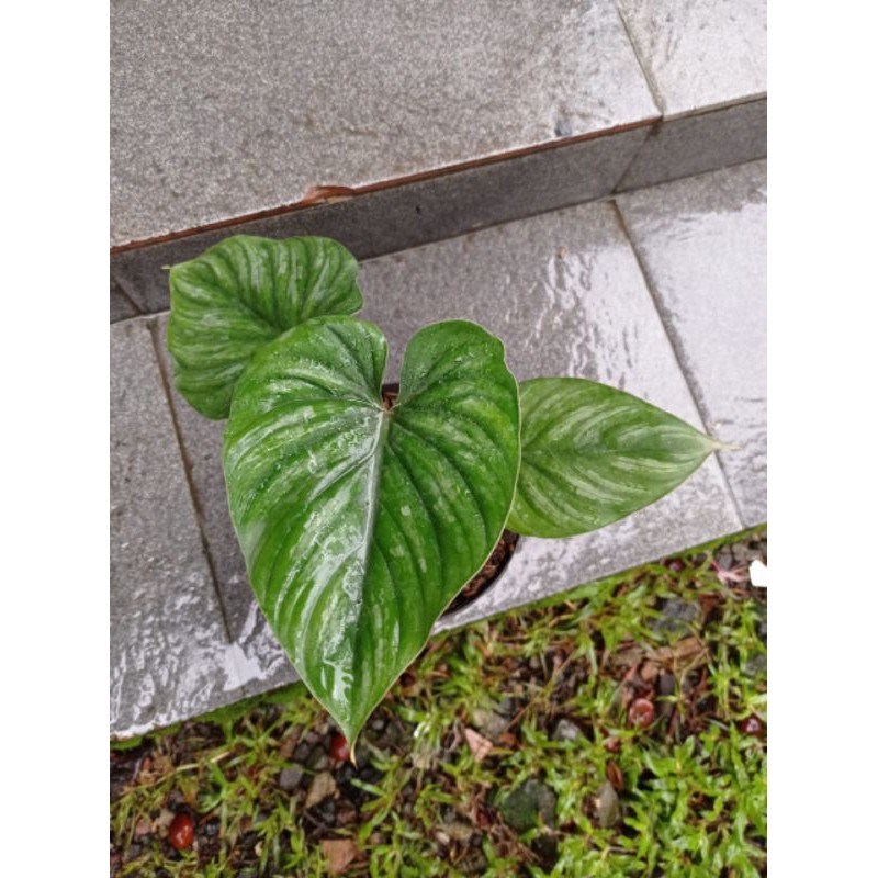 Philo Plowmanii Black Face - Tanaman Hias