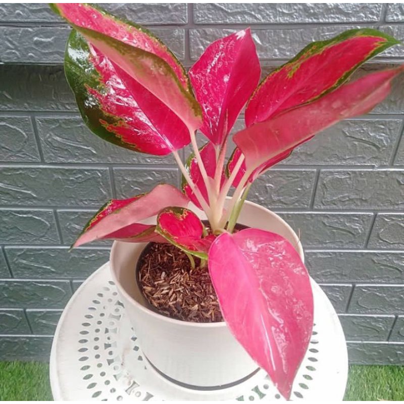 Tanaman Hias Aglonema Red Majesty / Aglonema Red Majesty