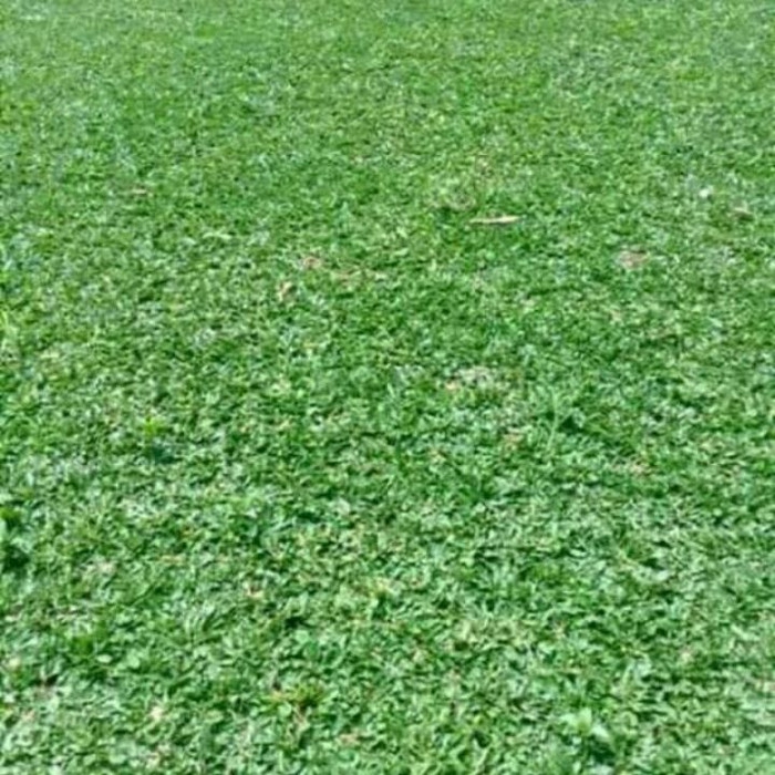 Rumput Gajah Mini 1meter