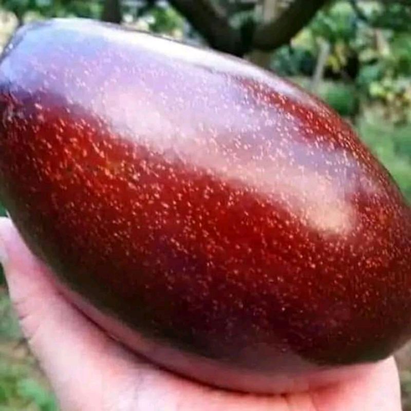 bibit buah alpukat red vietnam
