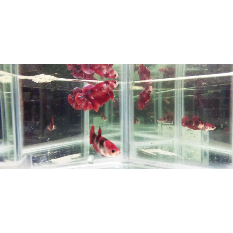 Sepasang Cupang / Sepair Cupang Red Koi Galaxy Real PICTURE / Real PIC / Real PICT / Real Video