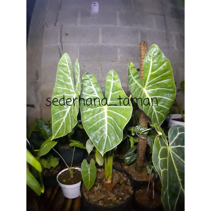 Tanaman hias alocasia lowii / pohon hias keladi kuping jerapah