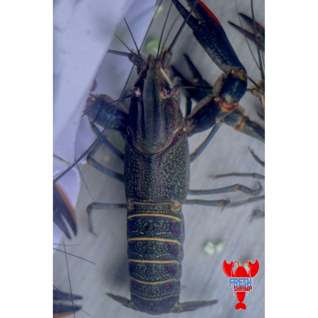 

Ready Stock 1 Ton / bulan LOBSTER AIR TAWAR