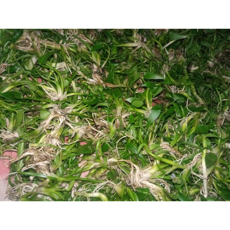 

Eceng Sawah Segar 250g
