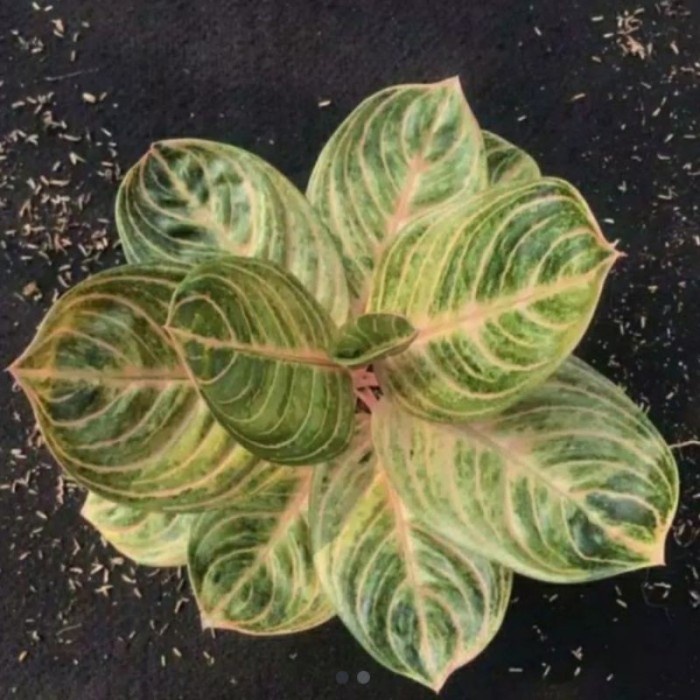 Tanaman Hias Aglonema rinjani-Bonggol aglomema rinjani