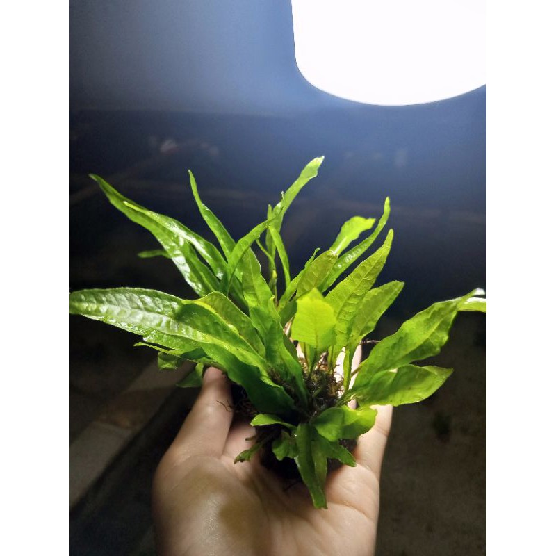 java fern tanaman aquascape