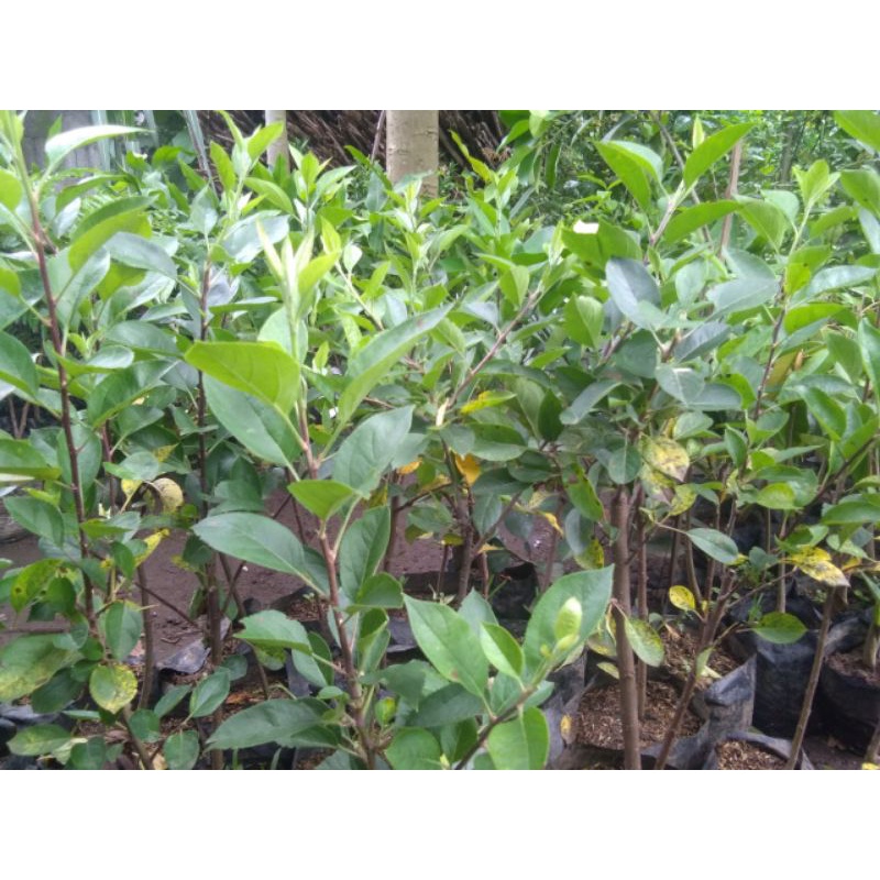 bibit tanaman buah apel fuji hasil cangkok-1